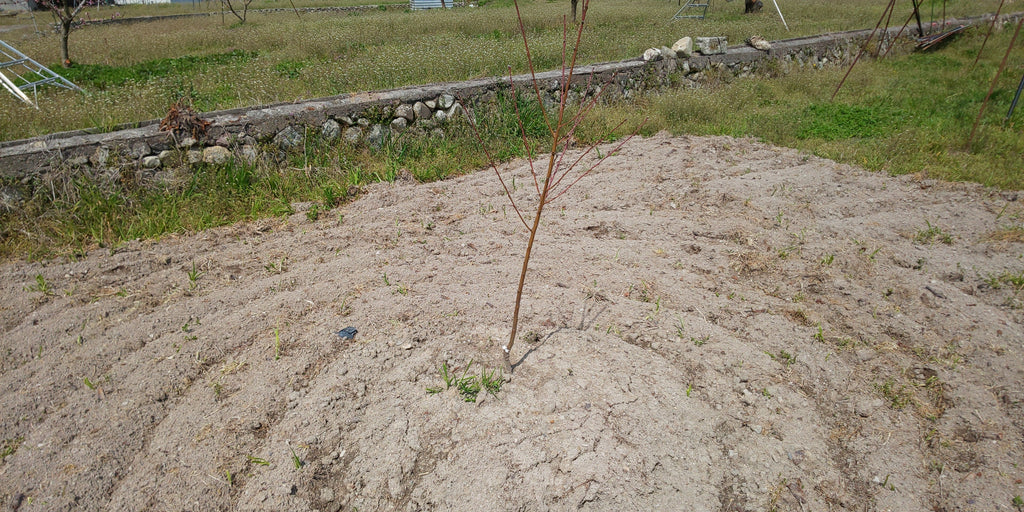 桃、柿などかなりの本数を新しく植えました