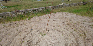 桃、柿などかなりの本数を新しく植えました