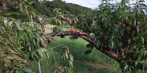 台風14号直撃