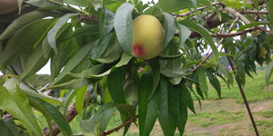西永農園で一番最初に収穫する桃