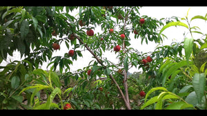 本日より今年の桃の収穫及び販売を開始しました。