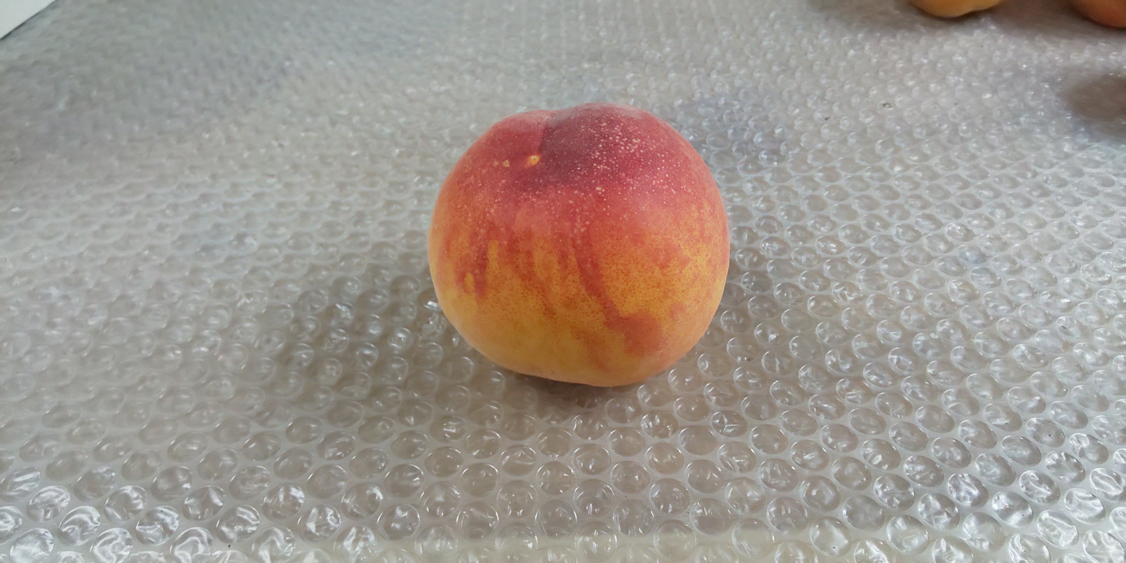 【松永産】　5/23収穫分　青梅　15kg AKOMEYA TOKYO/ 令和7年産 茨城県稲敷産 大野満雄さんの